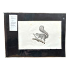 Antique Etienne Geoffroy Saint Hilaire French Naturalist Print of Squirrel