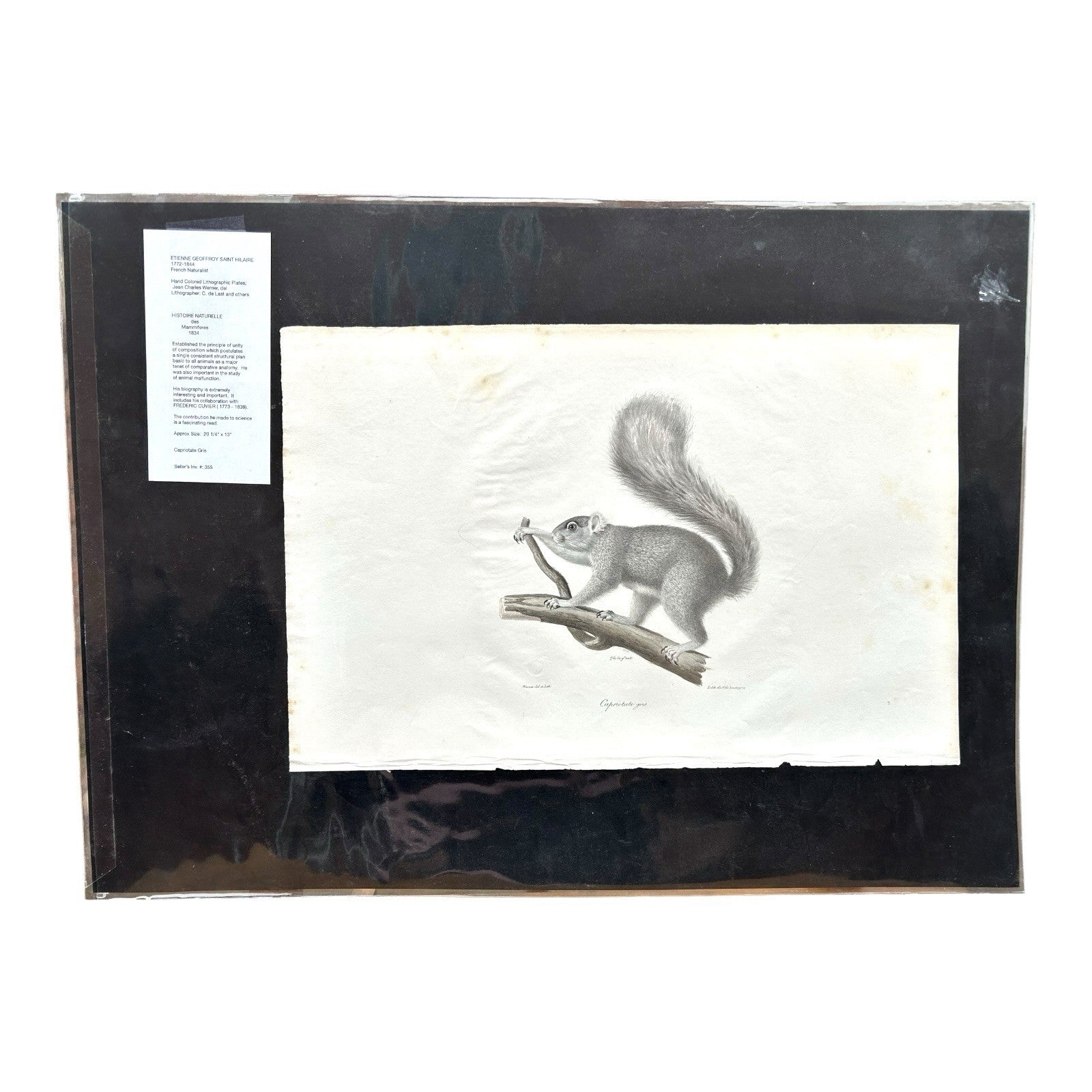 Antique Etienne Geoffroy Saint Hilaire French Naturalist Print of Squirrel