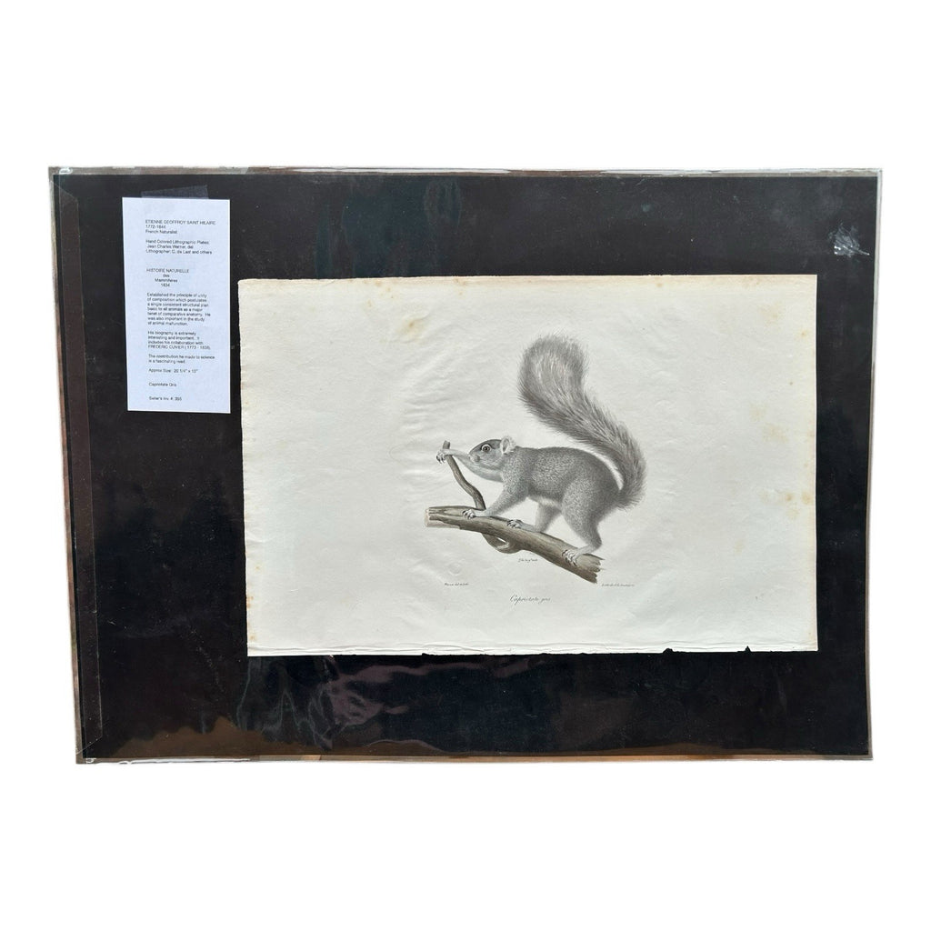 Antique Etienne Geoffroy Saint Hilaire French Naturalist Print of Squirrel