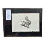 Antique Etienne Geoffroy Saint Hilaire French Naturalist Print of Squirrel