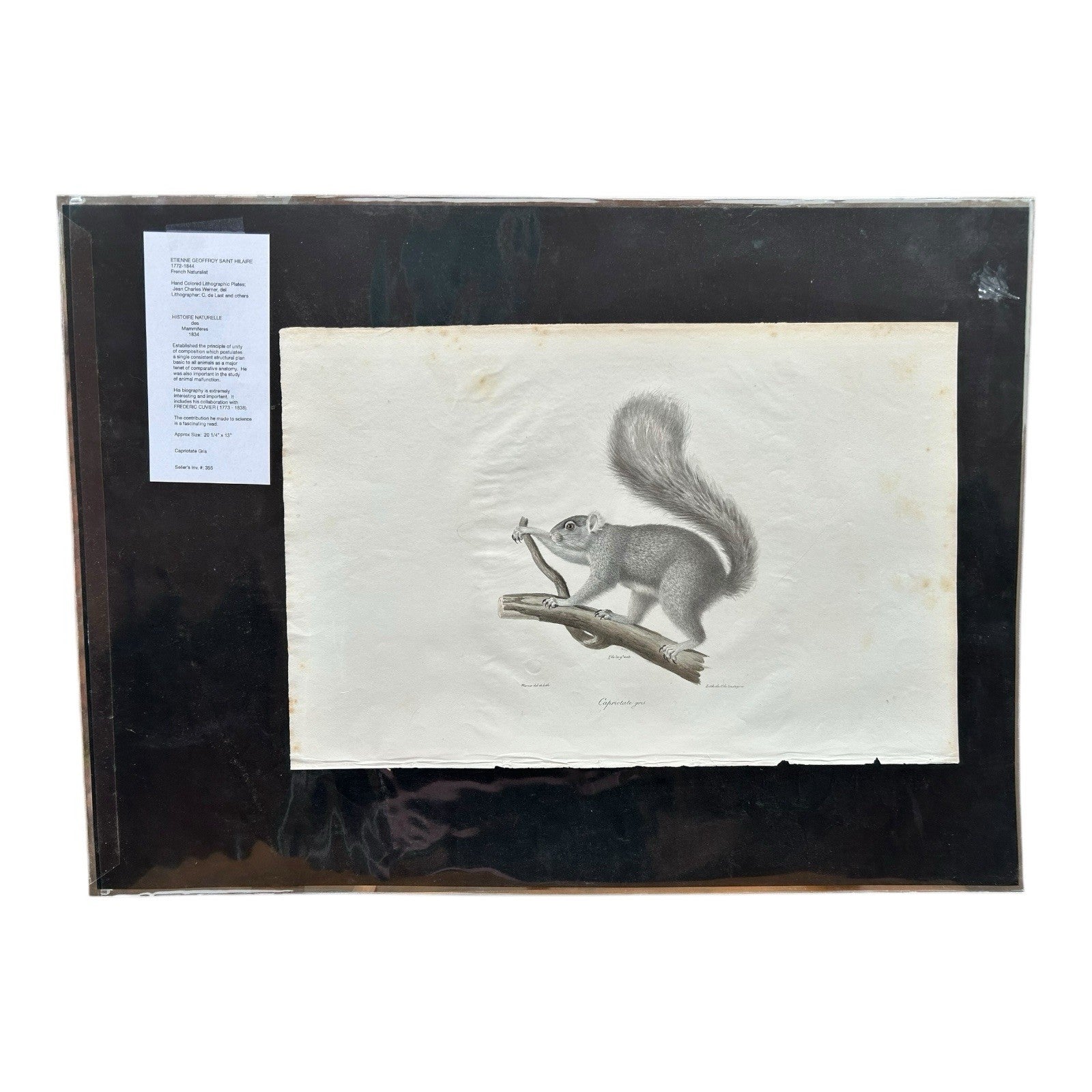 Antique Etienne Geoffroy Saint Hilaire French Naturalist Print of Squirrel