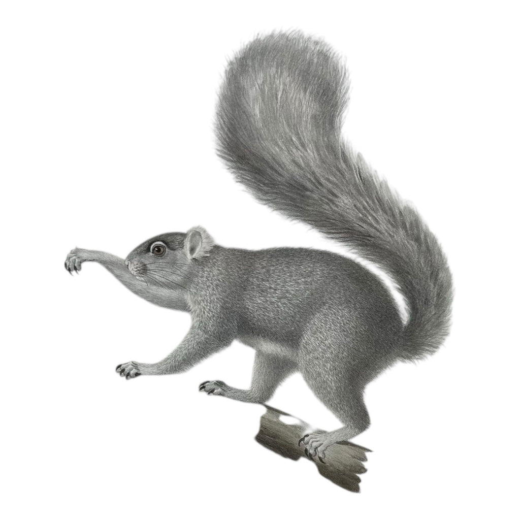Antique Etienne Geoffroy Saint Hilaire French Naturalist Print of Squirrel