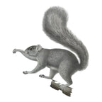 Antique Etienne Geoffroy Saint Hilaire French Naturalist Print of Squirrel