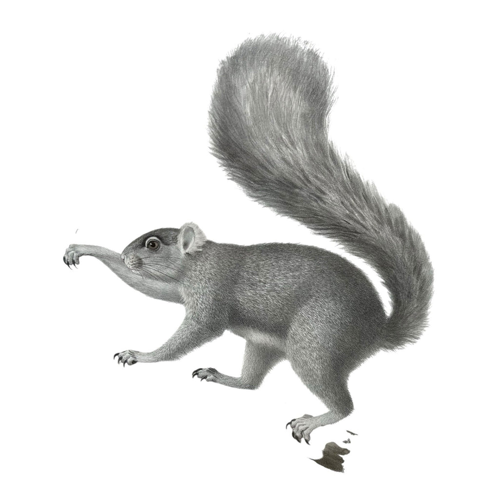 Antique Etienne Geoffroy Saint Hilaire French Naturalist Print of Squirrel