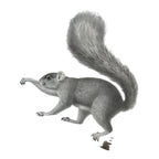 Antique Etienne Geoffroy Saint Hilaire French Naturalist Print of Squirrel