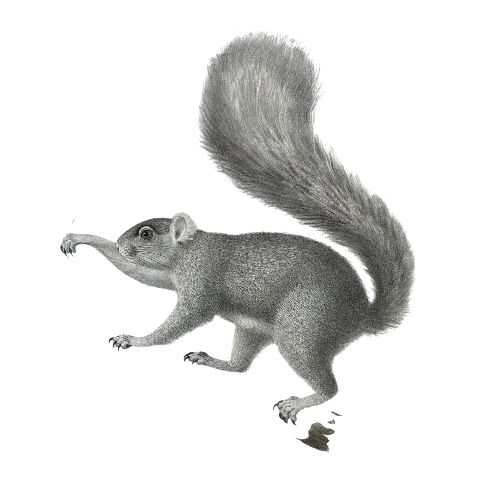 Antique Etienne Geoffroy Saint Hilaire French Naturalist Print of Squirrel