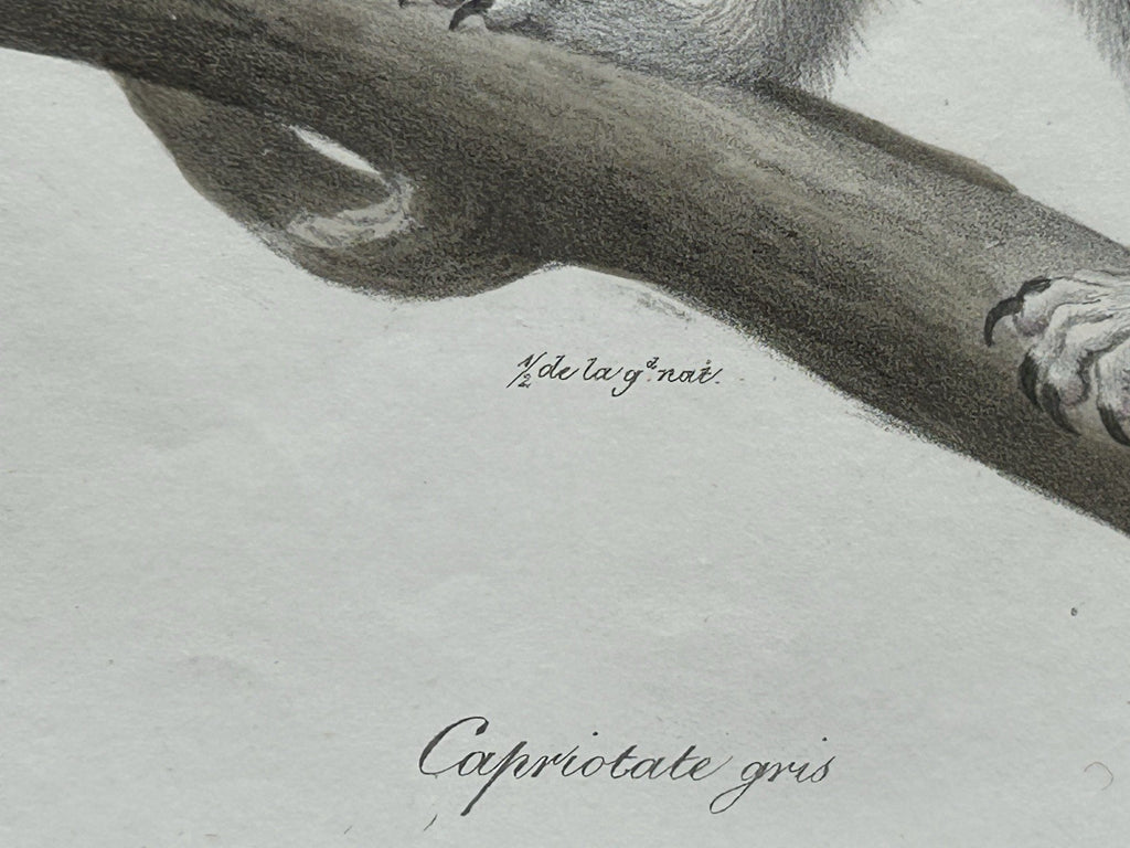 Antique Etienne Geoffroy Saint Hilaire French Naturalist Print of Squirrel