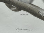 Antique Etienne Geoffroy Saint Hilaire French Naturalist Print of Squirrel