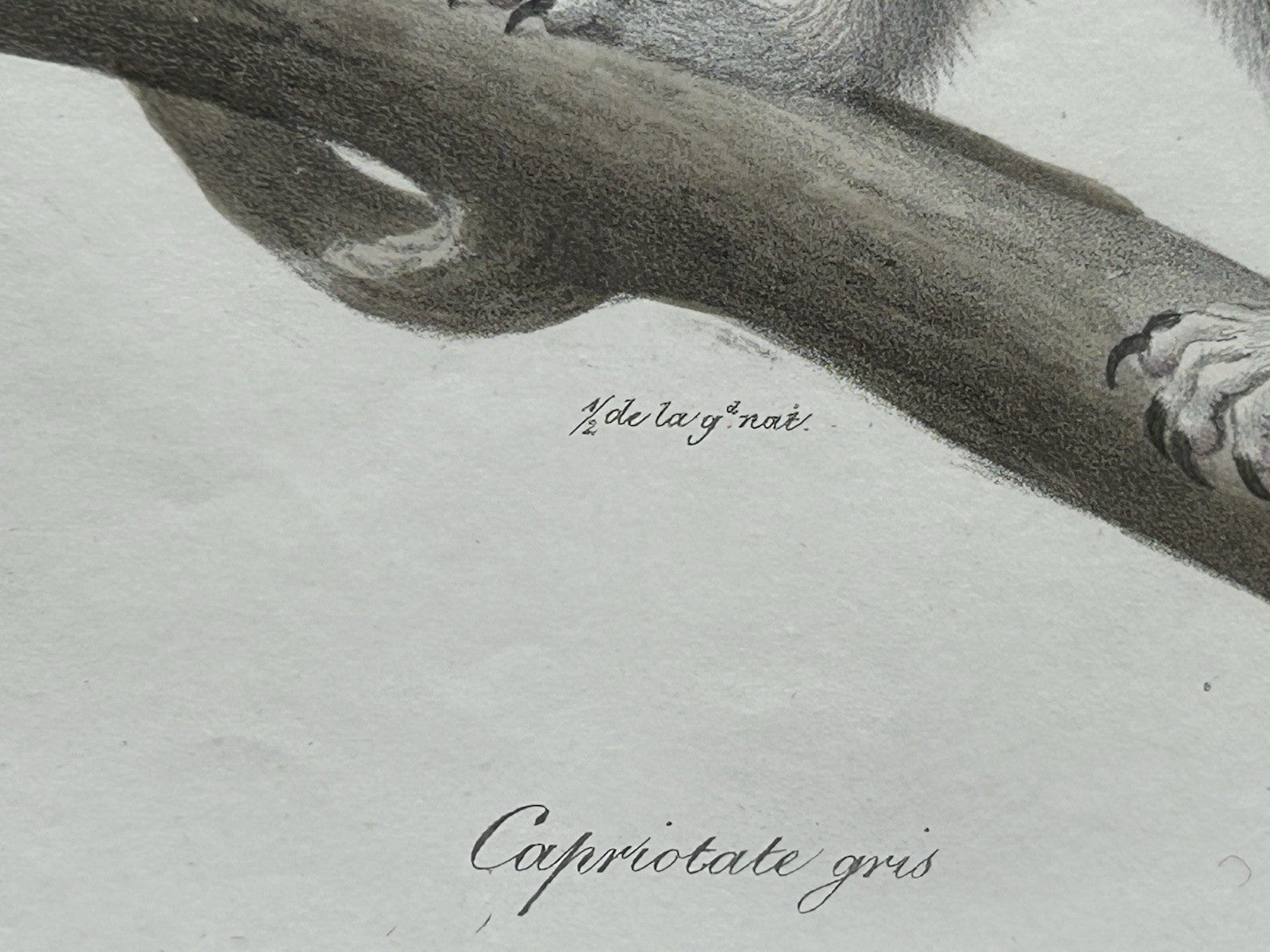 Antique Etienne Geoffroy Saint Hilaire French Naturalist Print of Squirrel