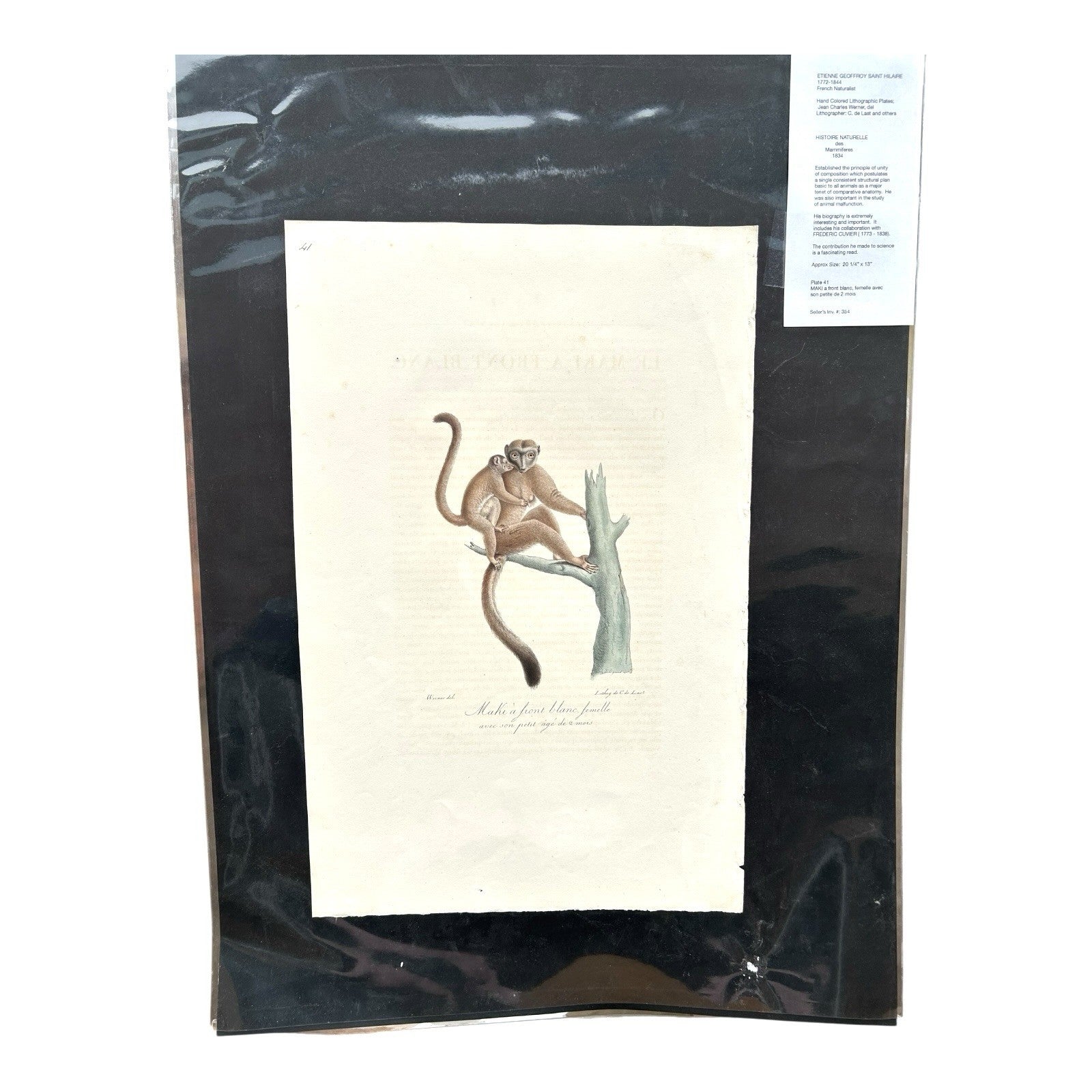 Antique Etienne Geoffroy Saint-Hilaire Hand Colored Monkey Print