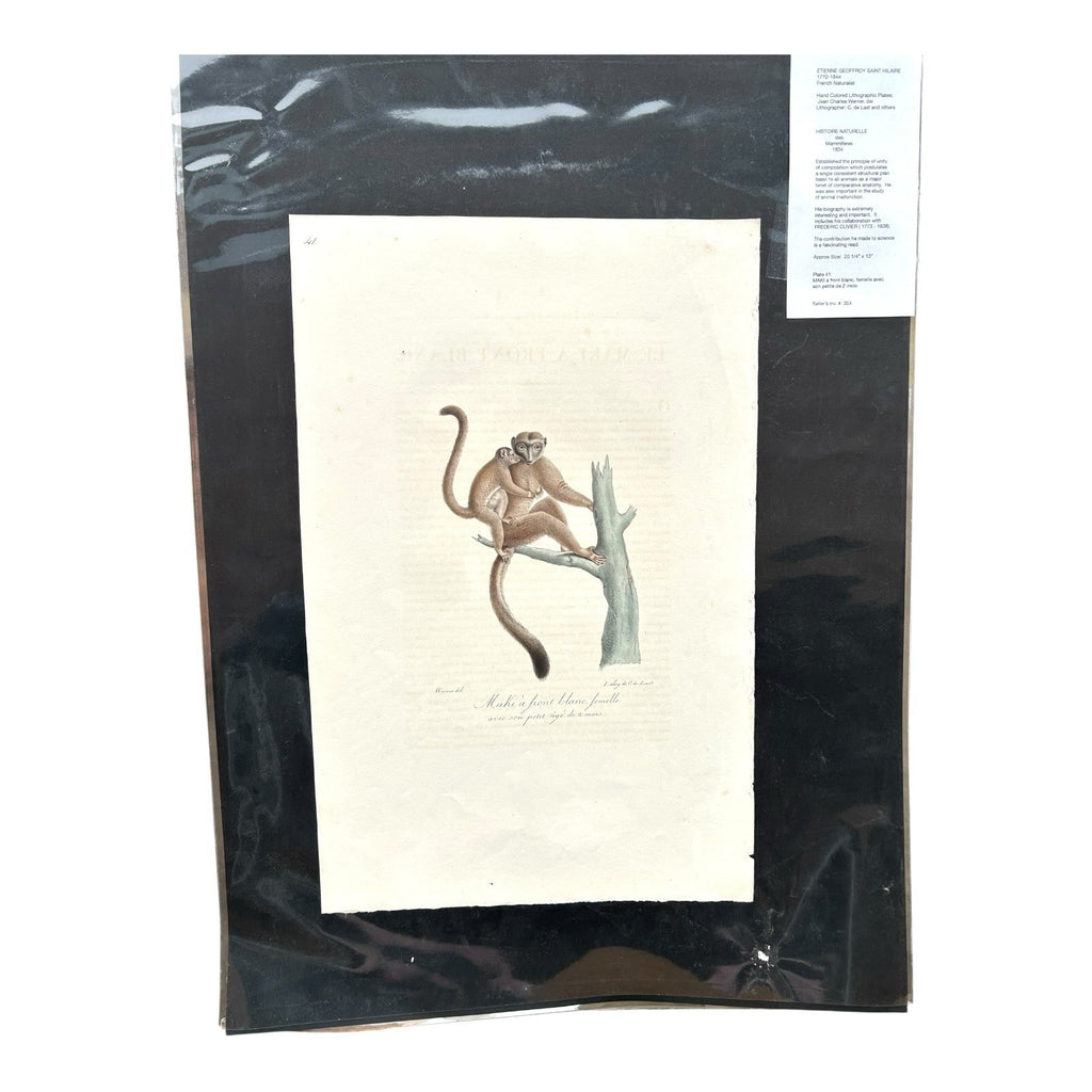 Antique Etienne Geoffroy Saint-Hilaire Hand Colored Monkey Print