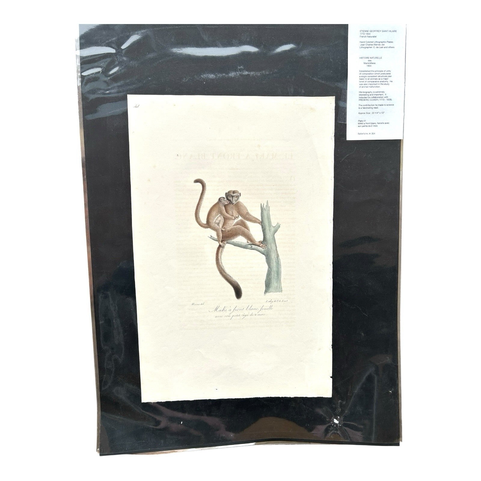 Antique Etienne Geoffroy Saint-Hilaire Hand Colored Monkey Print