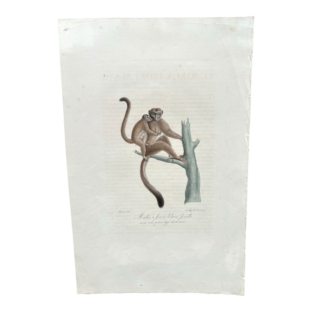 Antique Etienne Geoffroy Saint-Hilaire Hand Colored Monkey Print