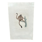 Antique Etienne Geoffroy Saint-Hilaire Hand Colored Monkey Print
