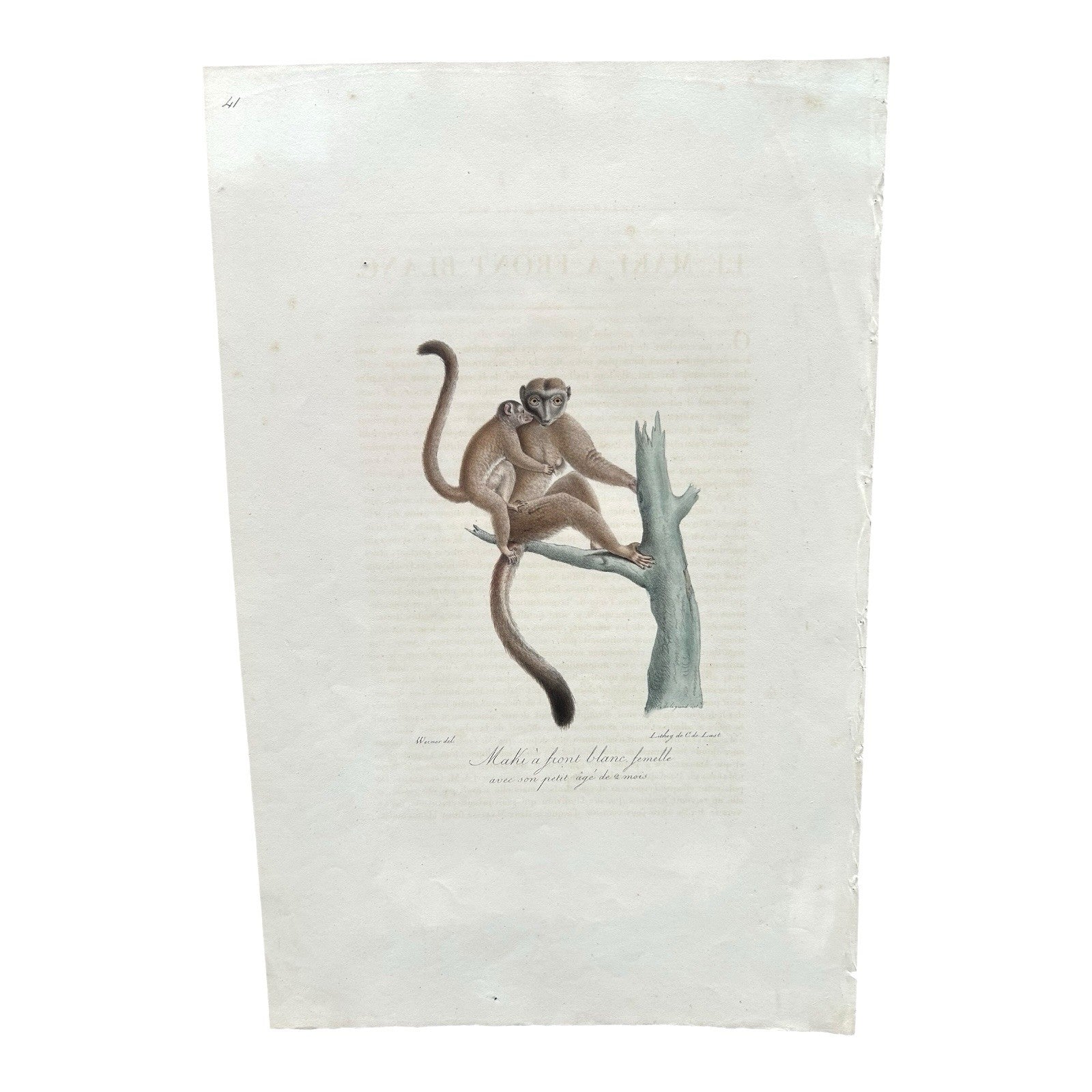 Antique Etienne Geoffroy Saint-Hilaire Hand Colored Monkey Print