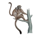 Antique Etienne Geoffroy Saint-Hilaire Hand Colored Monkey Print