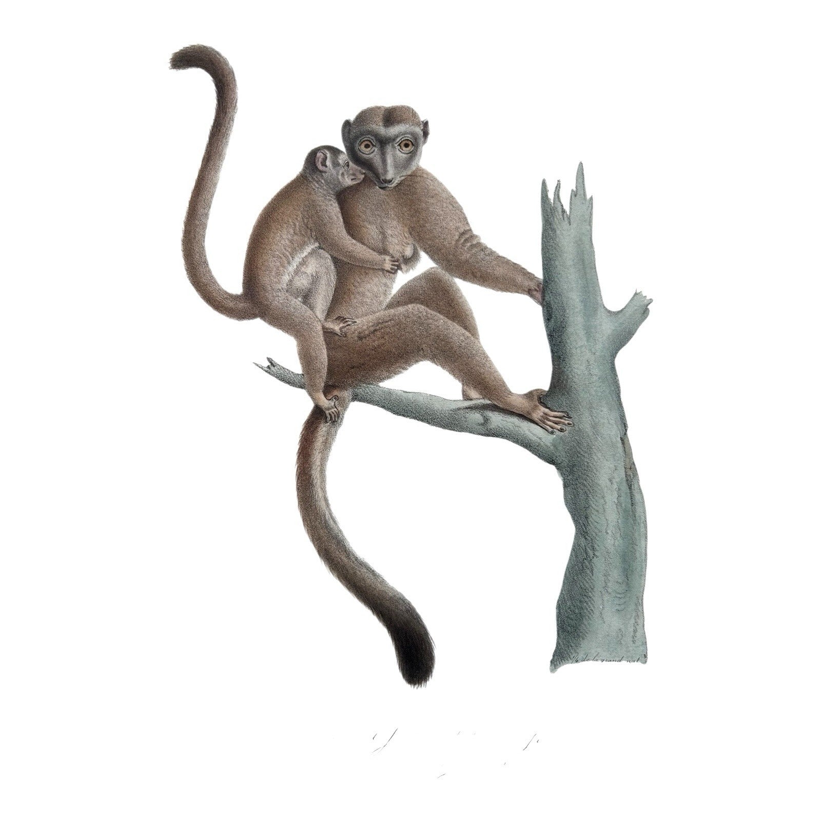 Antique Etienne Geoffroy Saint-Hilaire Hand Colored Monkey Print
