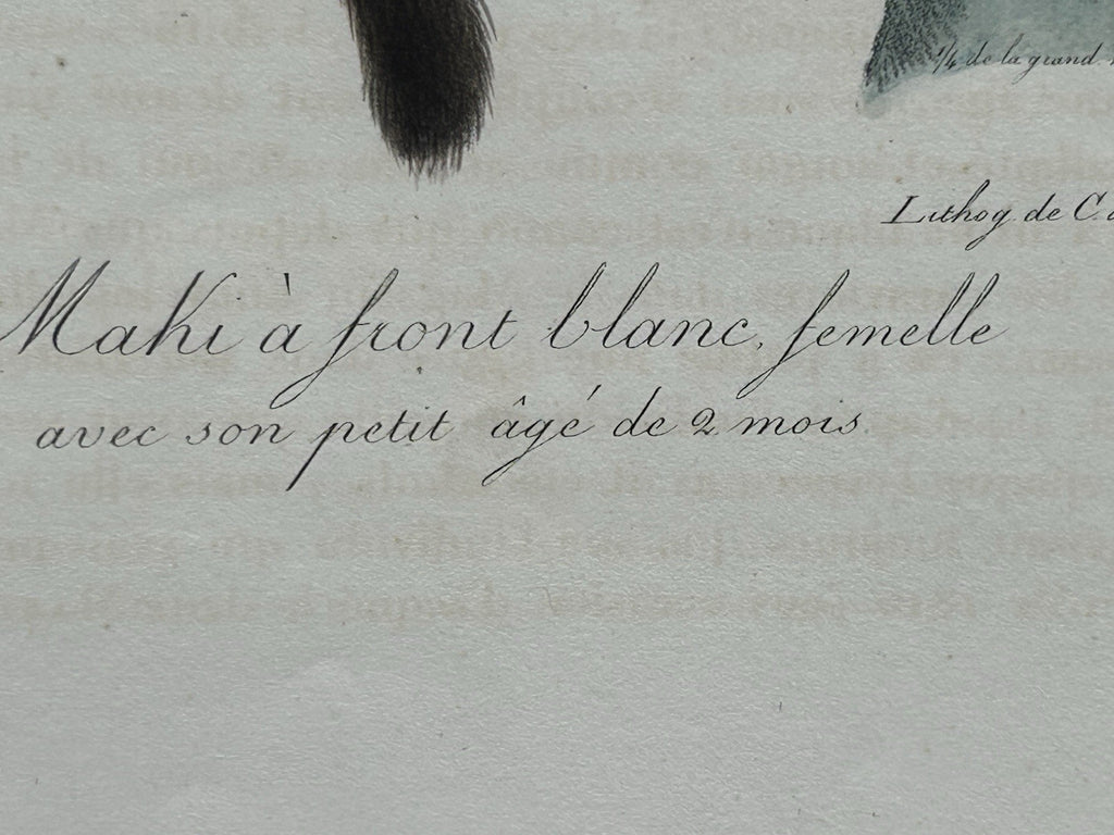 Antique Etienne Geoffroy Saint-Hilaire Hand Colored Monkey Print