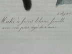 Antique Etienne Geoffroy Saint-Hilaire Hand Colored Monkey Print