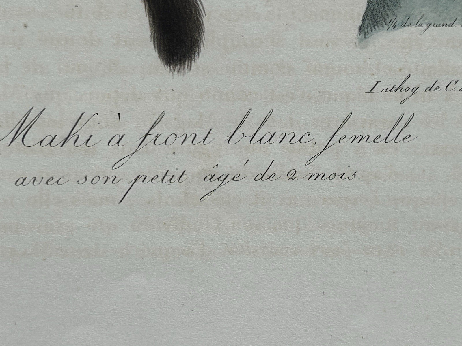 Antique Etienne Geoffroy Saint-Hilaire Hand Colored Monkey Print