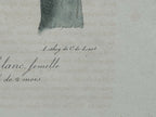 Antique Etienne Geoffroy Saint-Hilaire Hand Colored Monkey Print