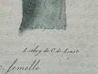Antique Etienne Geoffroy Saint-Hilaire Hand Colored Monkey Print