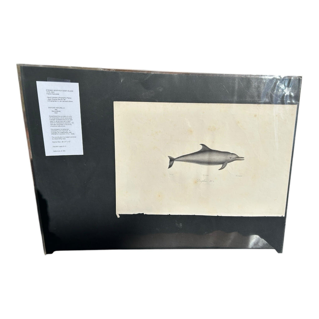 Antique Etienne Geoffroy Saint Hilaire French Naturalist Print of Dolphin
