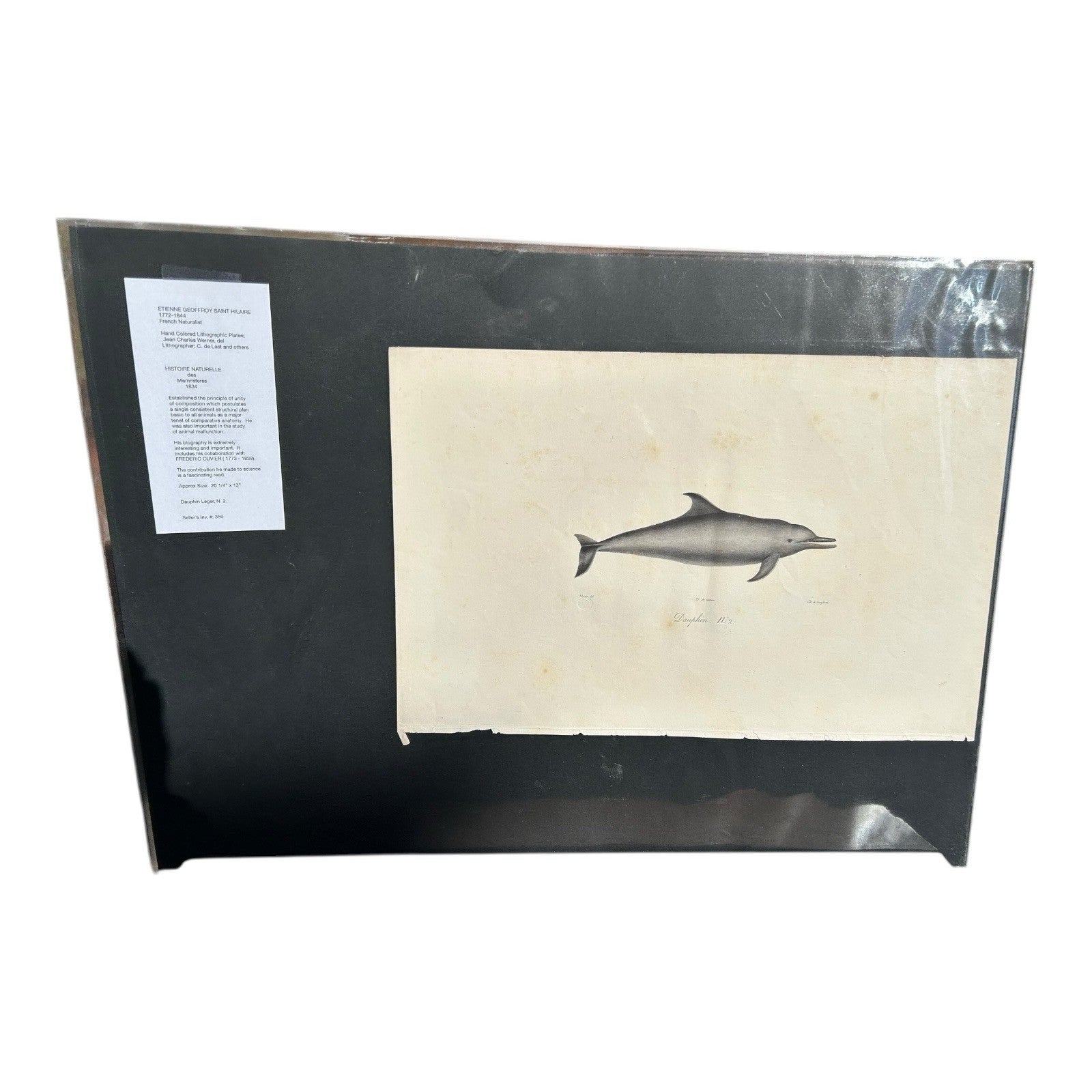 Antique Etienne Geoffroy Saint Hilaire French Naturalist Print of Dolphin