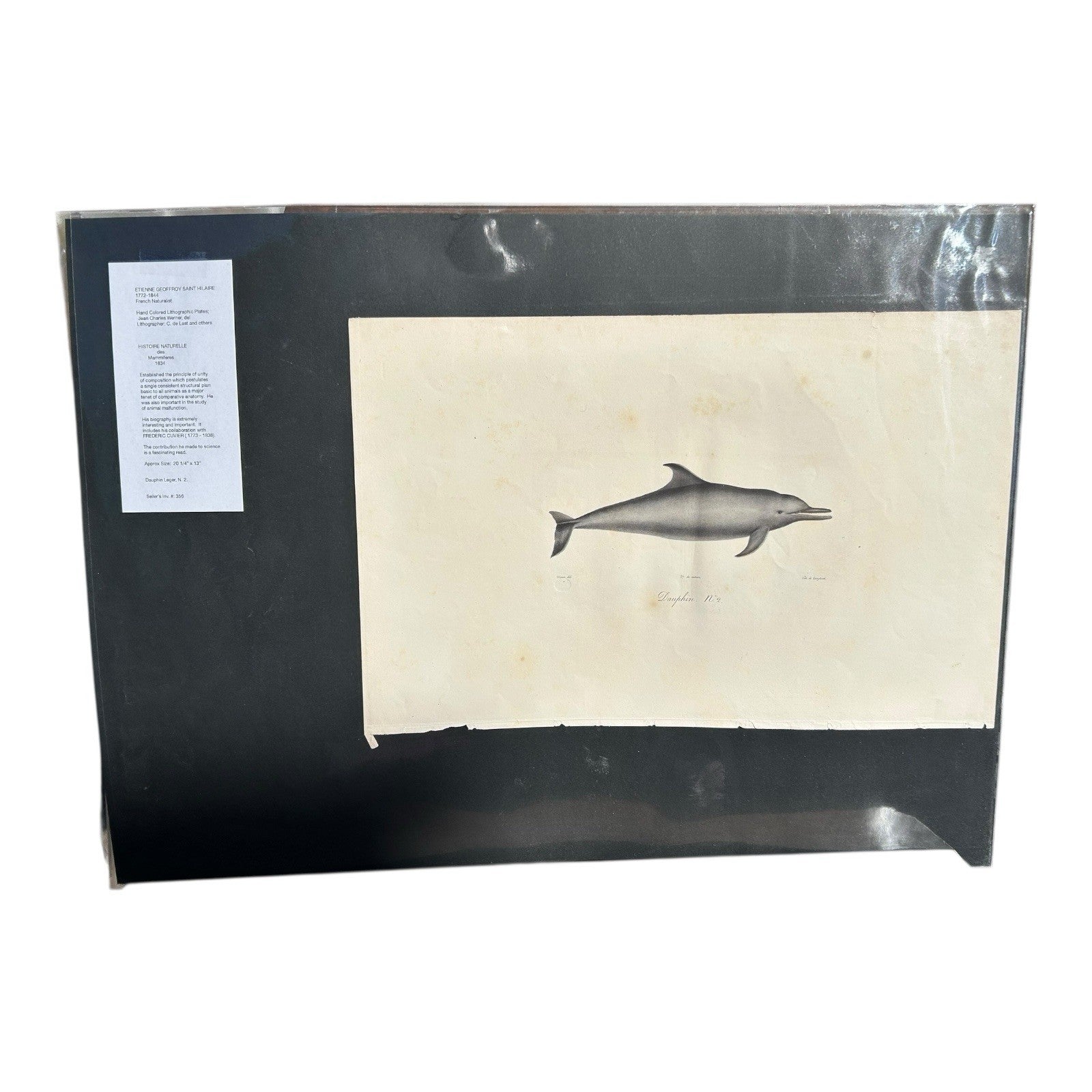 Antique Etienne Geoffroy Saint Hilaire French Naturalist Print of Dolphin