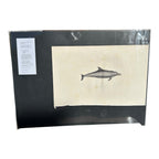 Antique Etienne Geoffroy Saint Hilaire French Naturalist Print of Dolphin