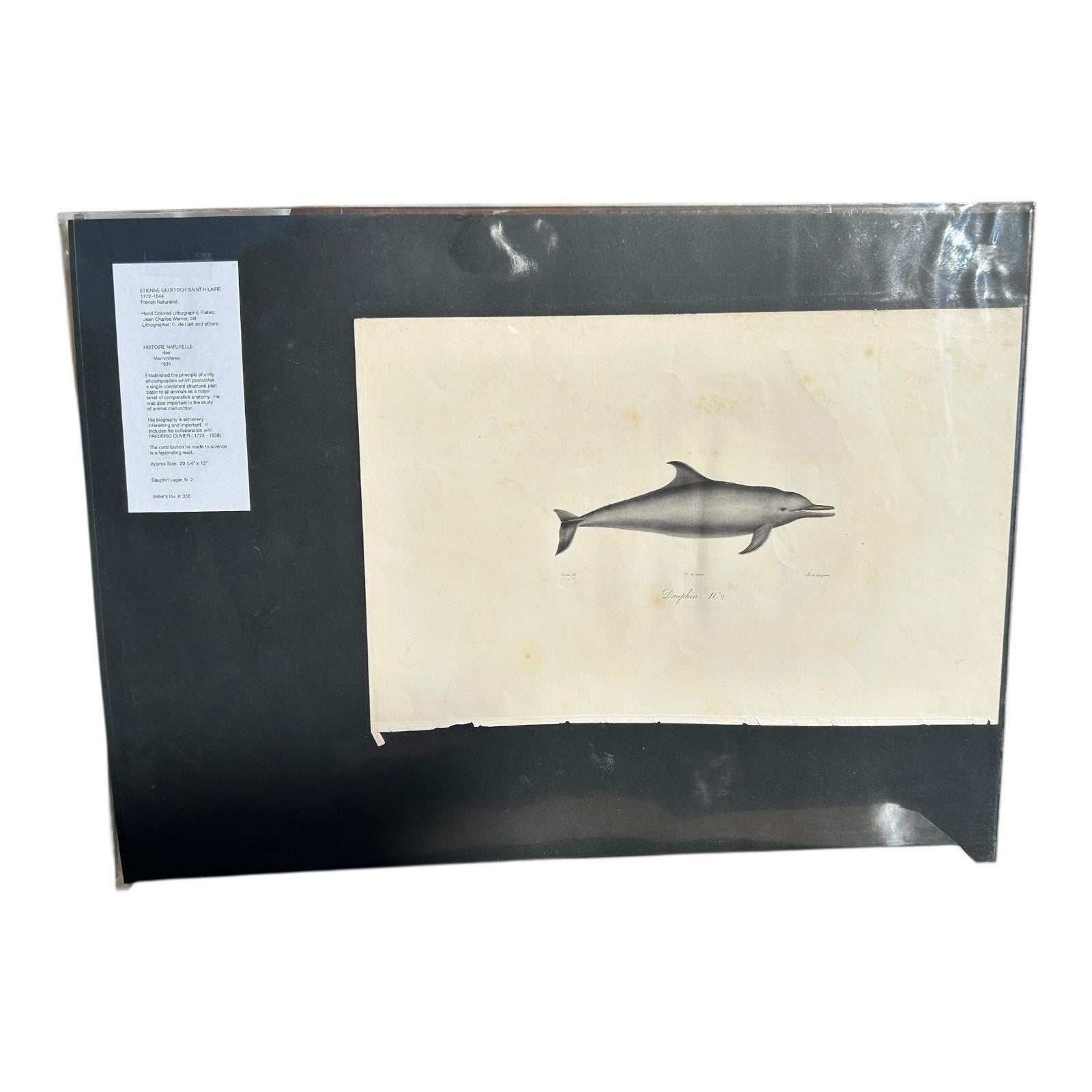 Antique Etienne Geoffroy Saint Hilaire French Naturalist Print of Dolphin