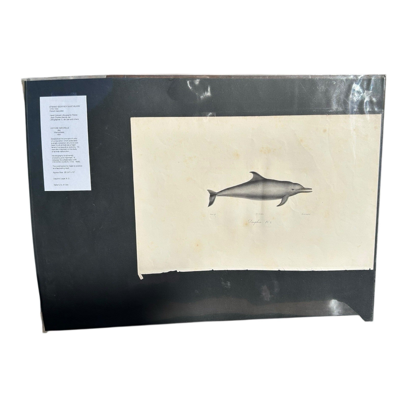 Antique Etienne Geoffroy Saint Hilaire French Naturalist Print of Dolphin