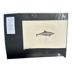 Antique Etienne Geoffroy Saint Hilaire French Naturalist Print of Dolphin