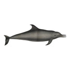 Antique Etienne Geoffroy Saint Hilaire French Naturalist Print of Dolphin