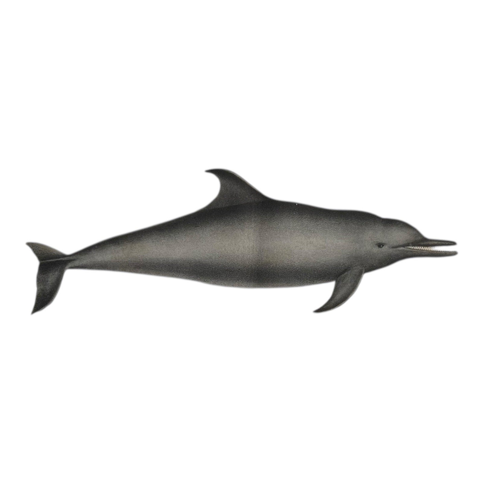 Antique Etienne Geoffroy Saint Hilaire French Naturalist Print of Dolphin