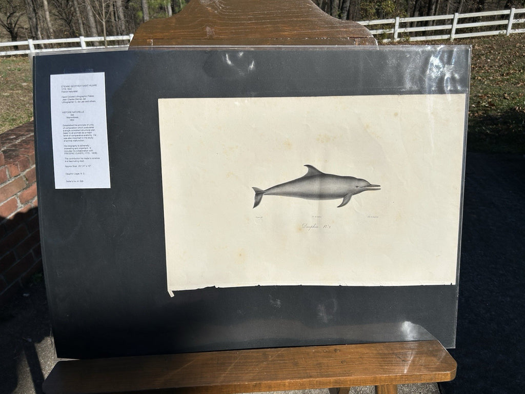 Antique Etienne Geoffroy Saint Hilaire French Naturalist Print of Dolphin