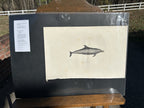 Antique Etienne Geoffroy Saint Hilaire French Naturalist Print of Dolphin