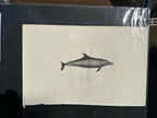Antique Etienne Geoffroy Saint Hilaire French Naturalist Print of Dolphin