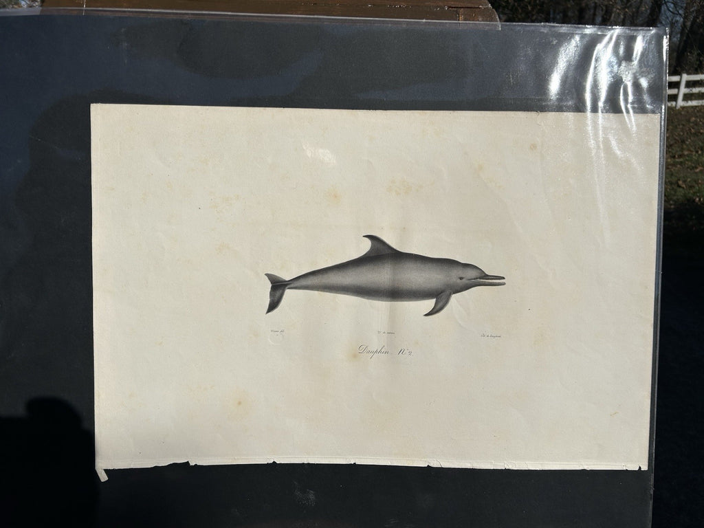 Antique Etienne Geoffroy Saint Hilaire French Naturalist Print of Dolphin