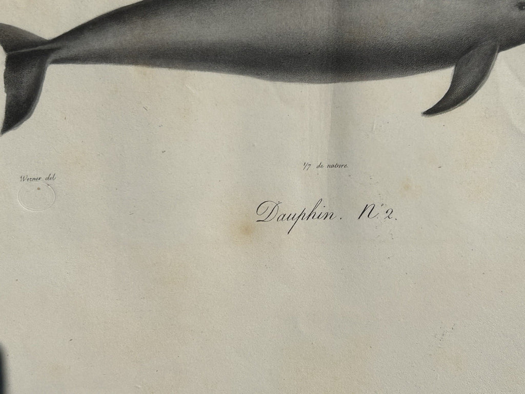 Antique Etienne Geoffroy Saint Hilaire French Naturalist Print of Dolphin