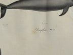 Antique Etienne Geoffroy Saint Hilaire French Naturalist Print of Dolphin