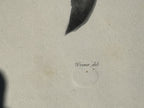 Antique Etienne Geoffroy Saint Hilaire French Naturalist Print of Dolphin