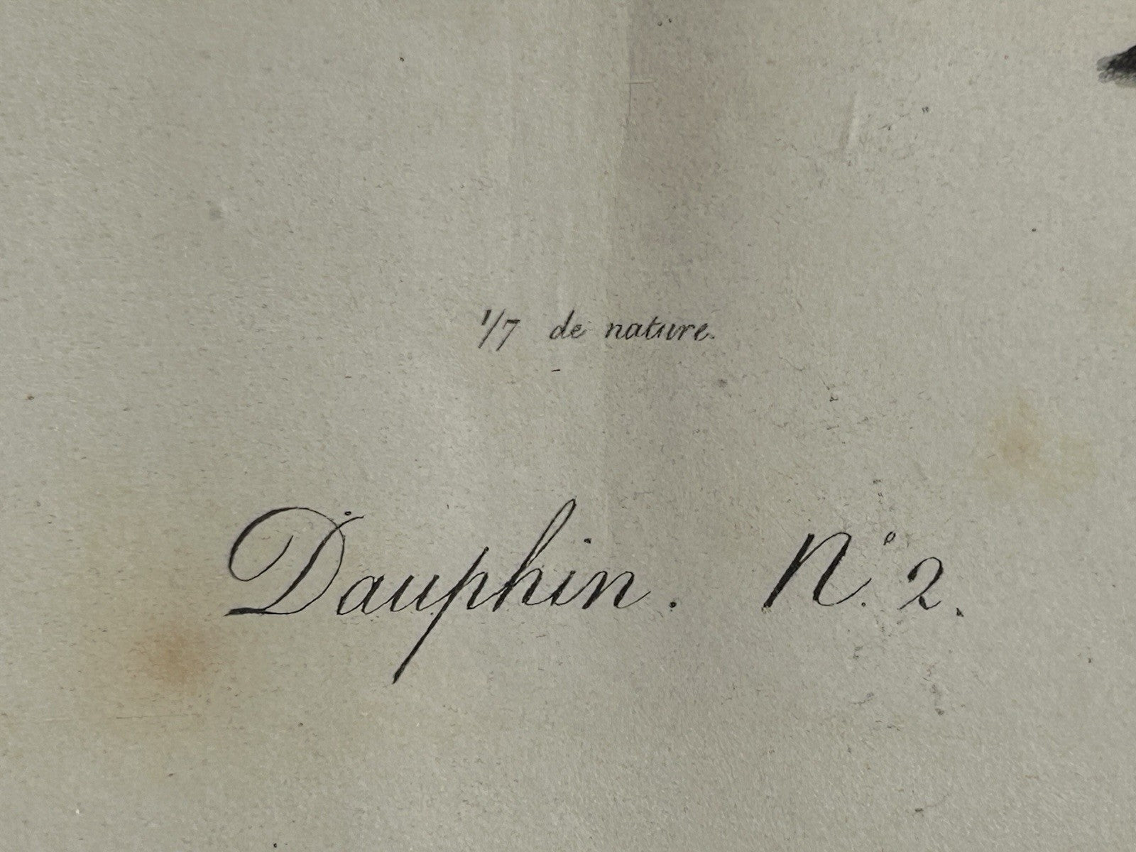 Antique Etienne Geoffroy Saint Hilaire French Naturalist Print of Dolphin