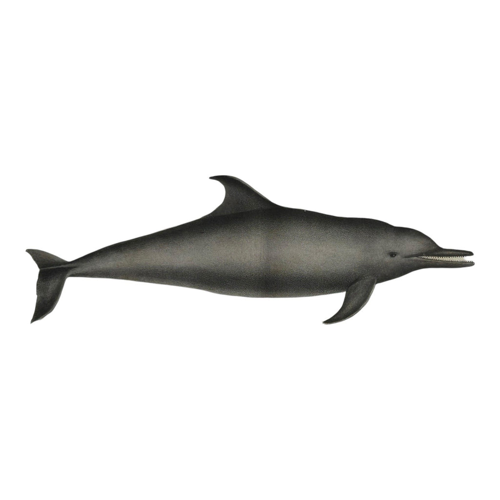 Antique Etienne Geoffroy Saint Hilaire French Naturalist Print of Dolphin