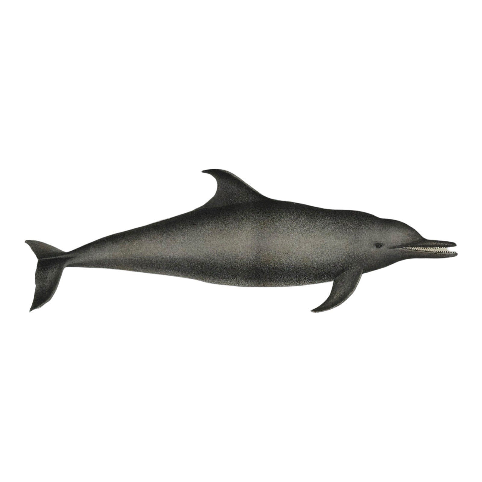 Antique Etienne Geoffroy Saint Hilaire French Naturalist Print of Dolphin