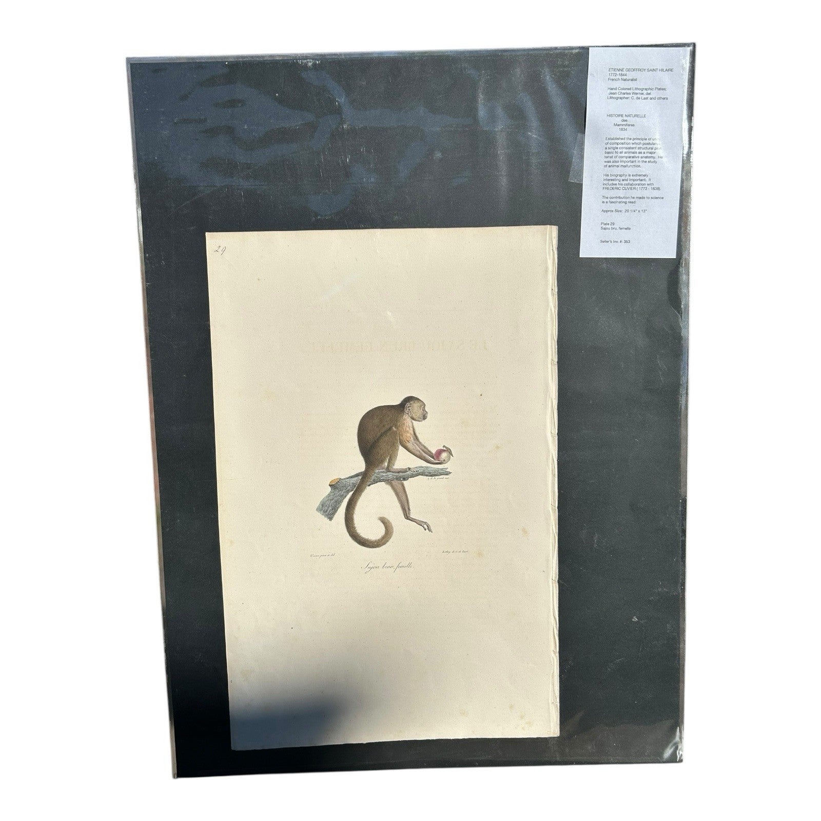 Antique Etienne Geoffroy Saint Hilaire French Naturalist Print of Monkey