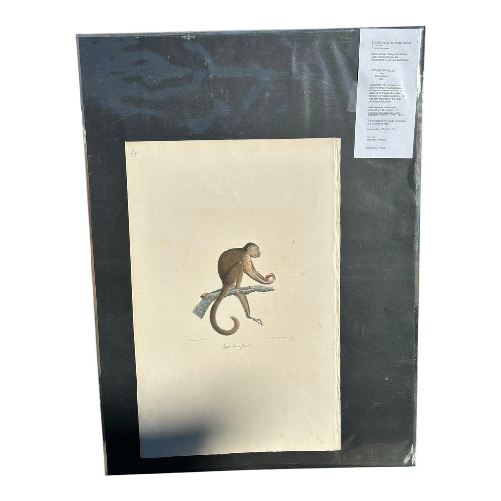 Antique Etienne Geoffroy Saint Hilaire French Naturalist Print of Monkey