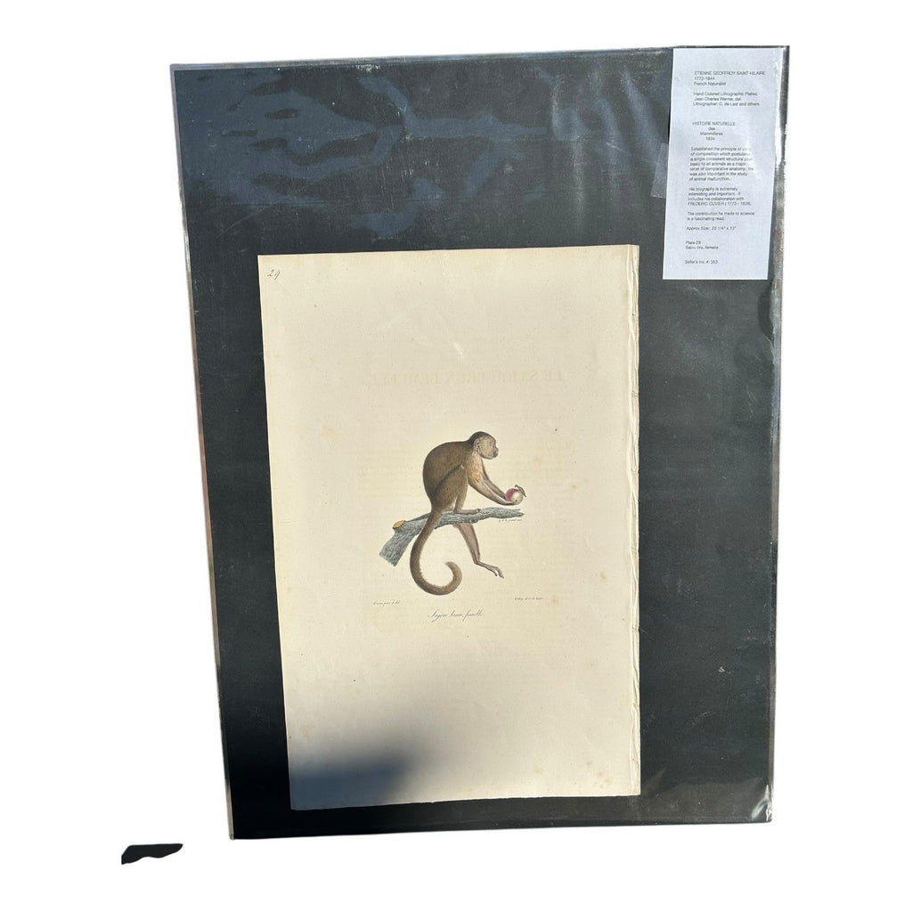 Antique Etienne Geoffroy Saint Hilaire French Naturalist Print of Monkey