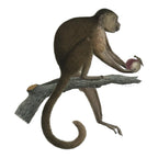 Antique Etienne Geoffroy Saint Hilaire French Naturalist Print of Monkey