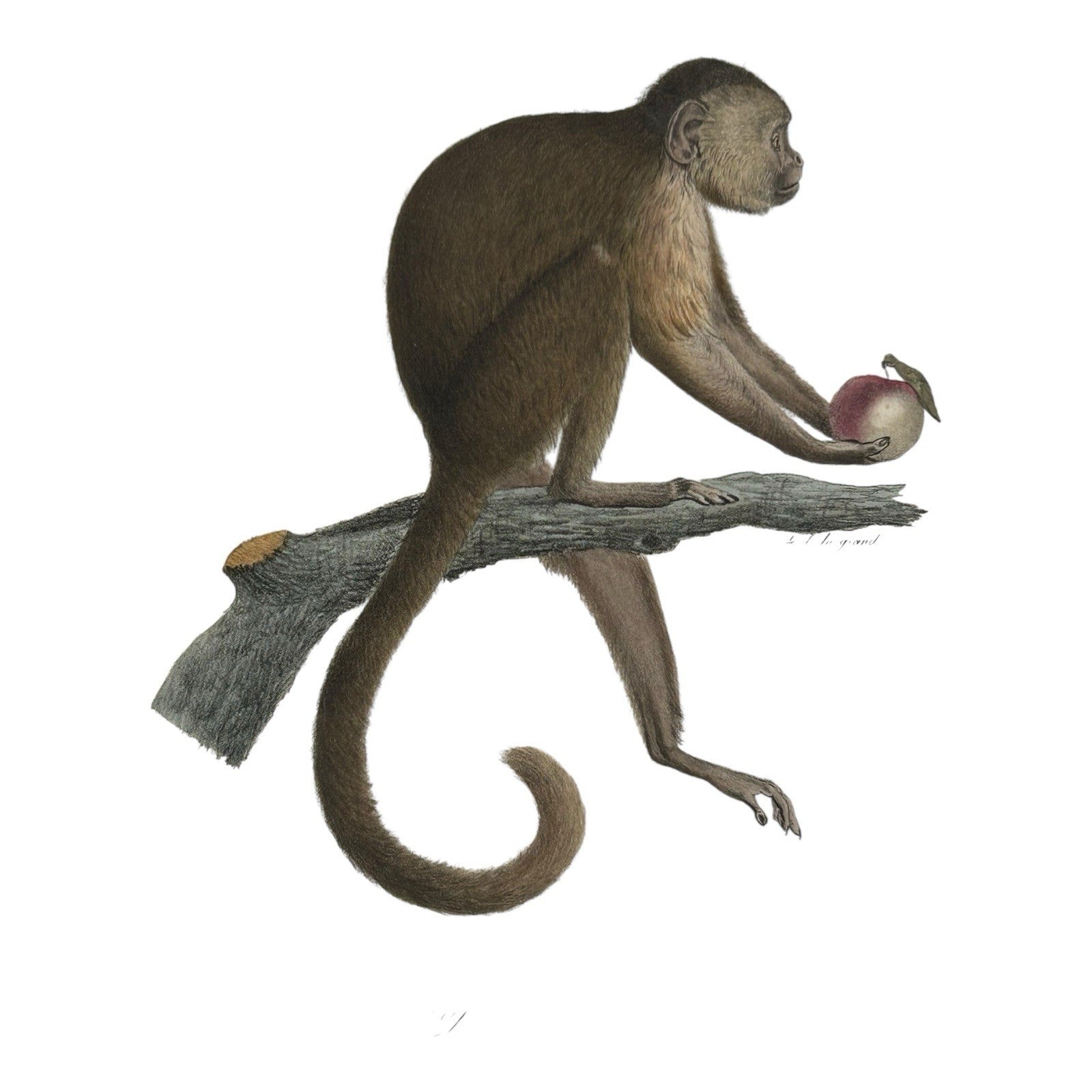 Antique Etienne Geoffroy Saint Hilaire French Naturalist Print of Monkey